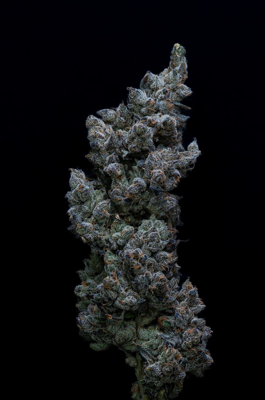 30/1 IUVO SQ - Apples & Bananas 30/1 IUVO SQ - Apples & Bananas