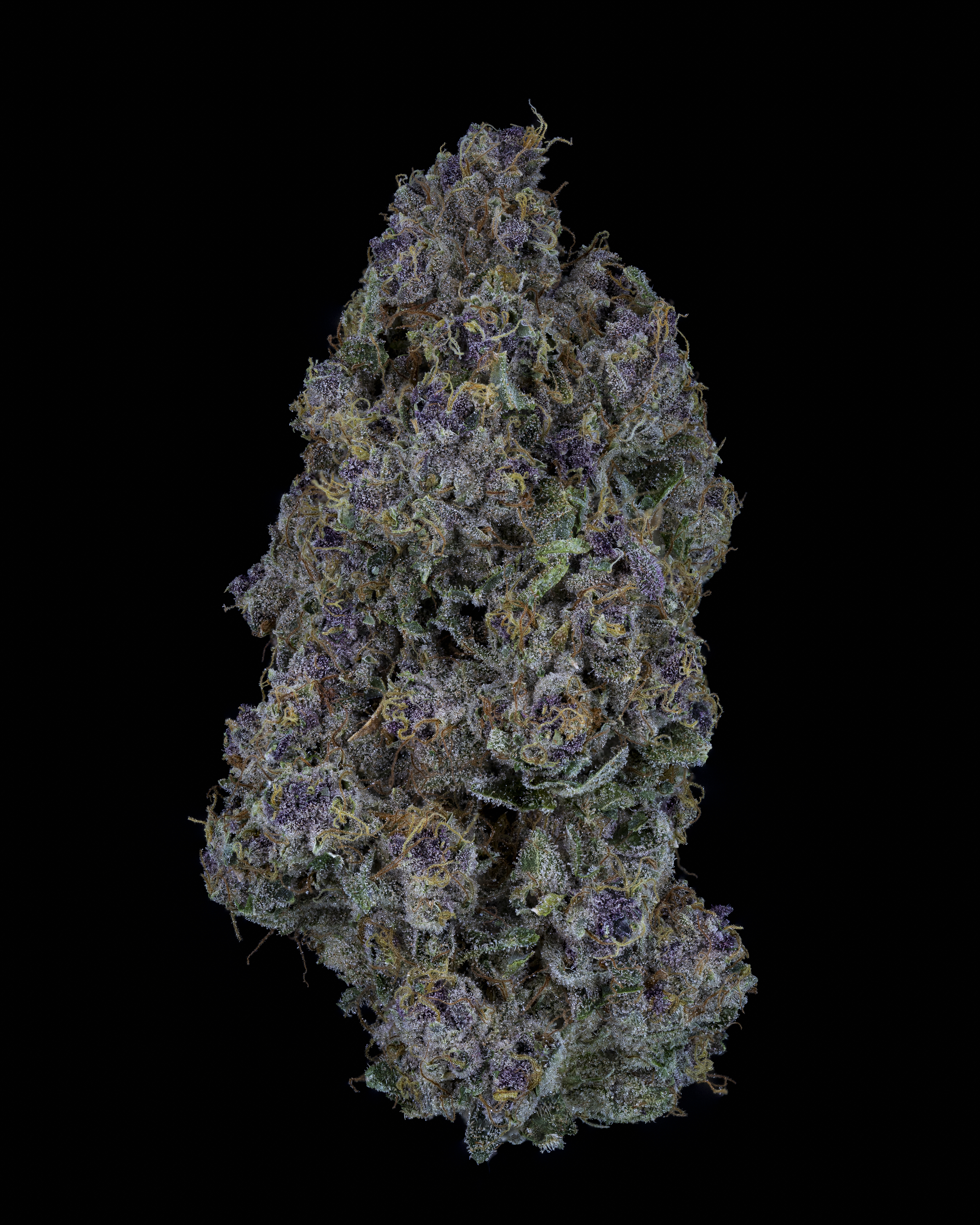 24/1 IUVO OC - Triangle Queen 24/1 IUVO OC - Triangle Queen