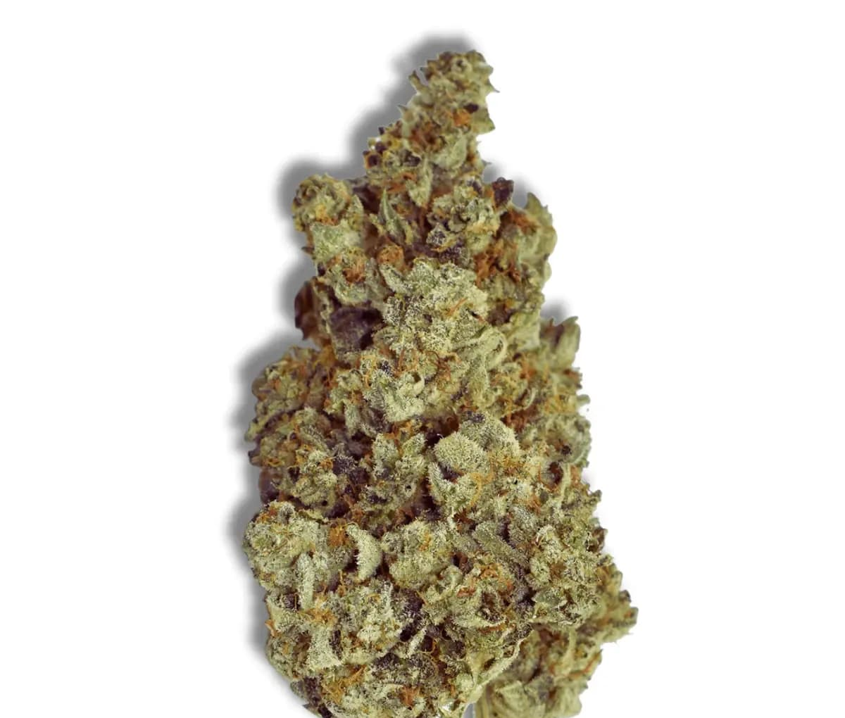 Herbery SC 26:01 Banana Cream