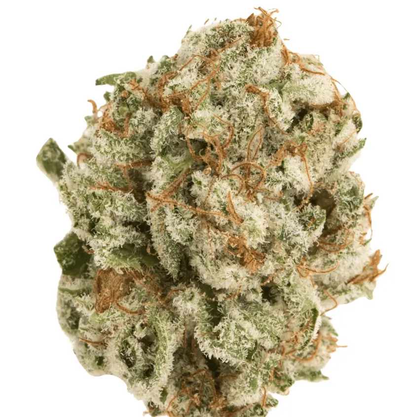 420 Evolution PVB 22/1 Private Banana