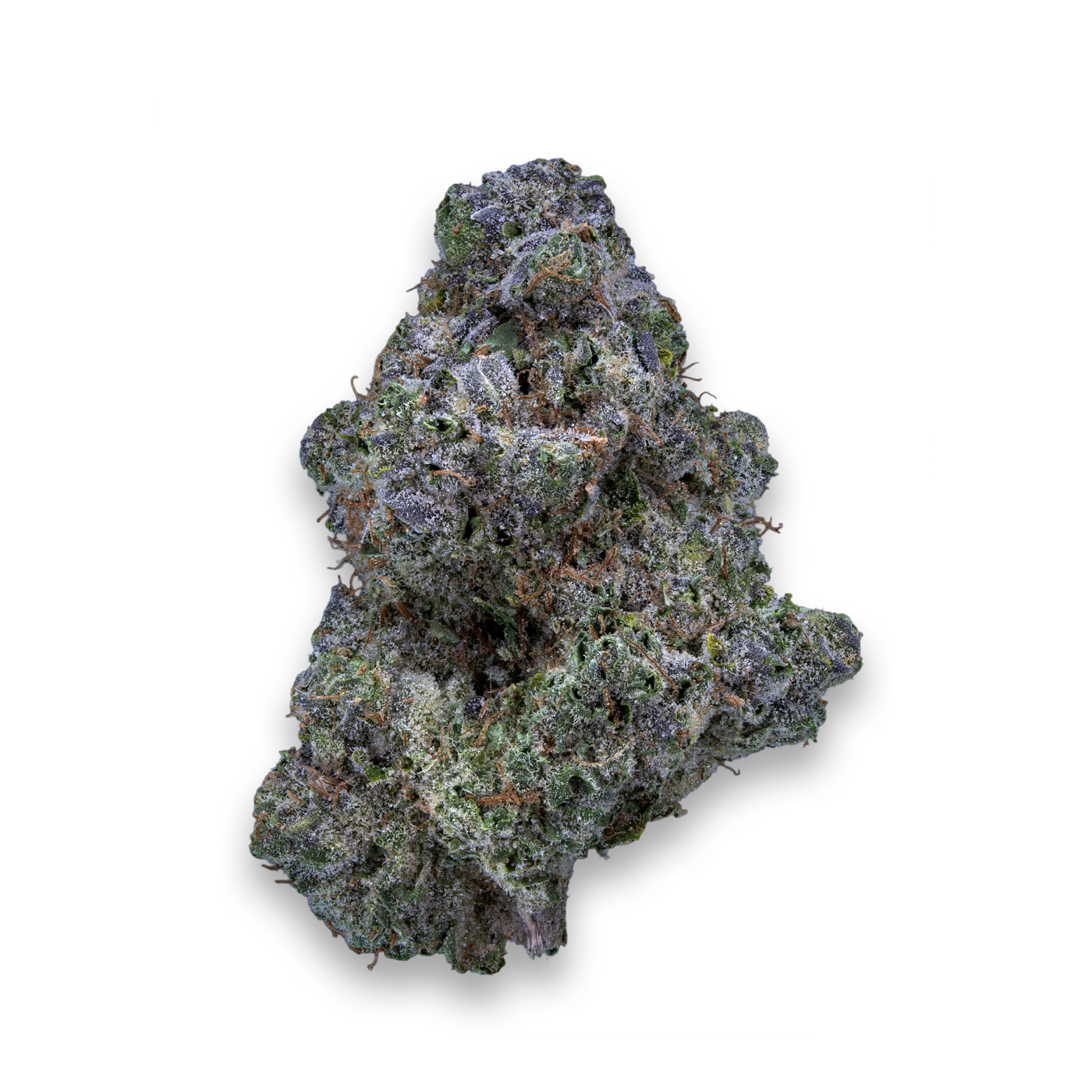 28/1 IUVO KC - OJ Zainbow 28/1 IUVO KC - OJ Zainbow