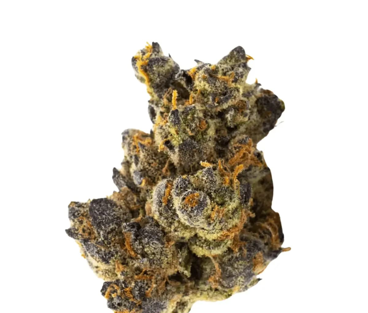 J.R. Strain GP 28/1 - Gastro Pop J.R. Strain GP 28/1 - Gastro Pop