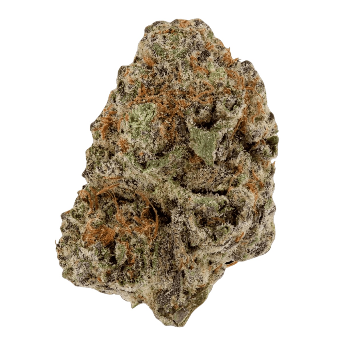 Eufloria 30/1 GFZ - Goofiez Eufloria 30/1 GFZ - Goofiez