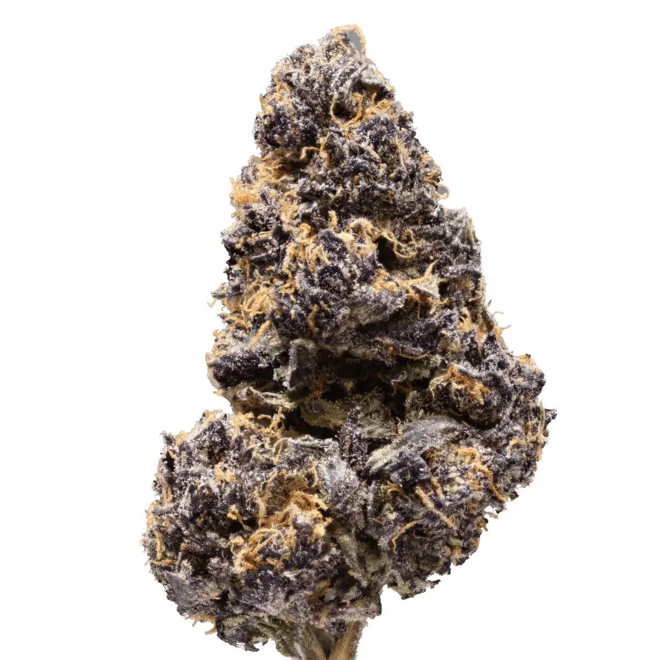 420 Evolution MFG 27/1 - Modified Grapes