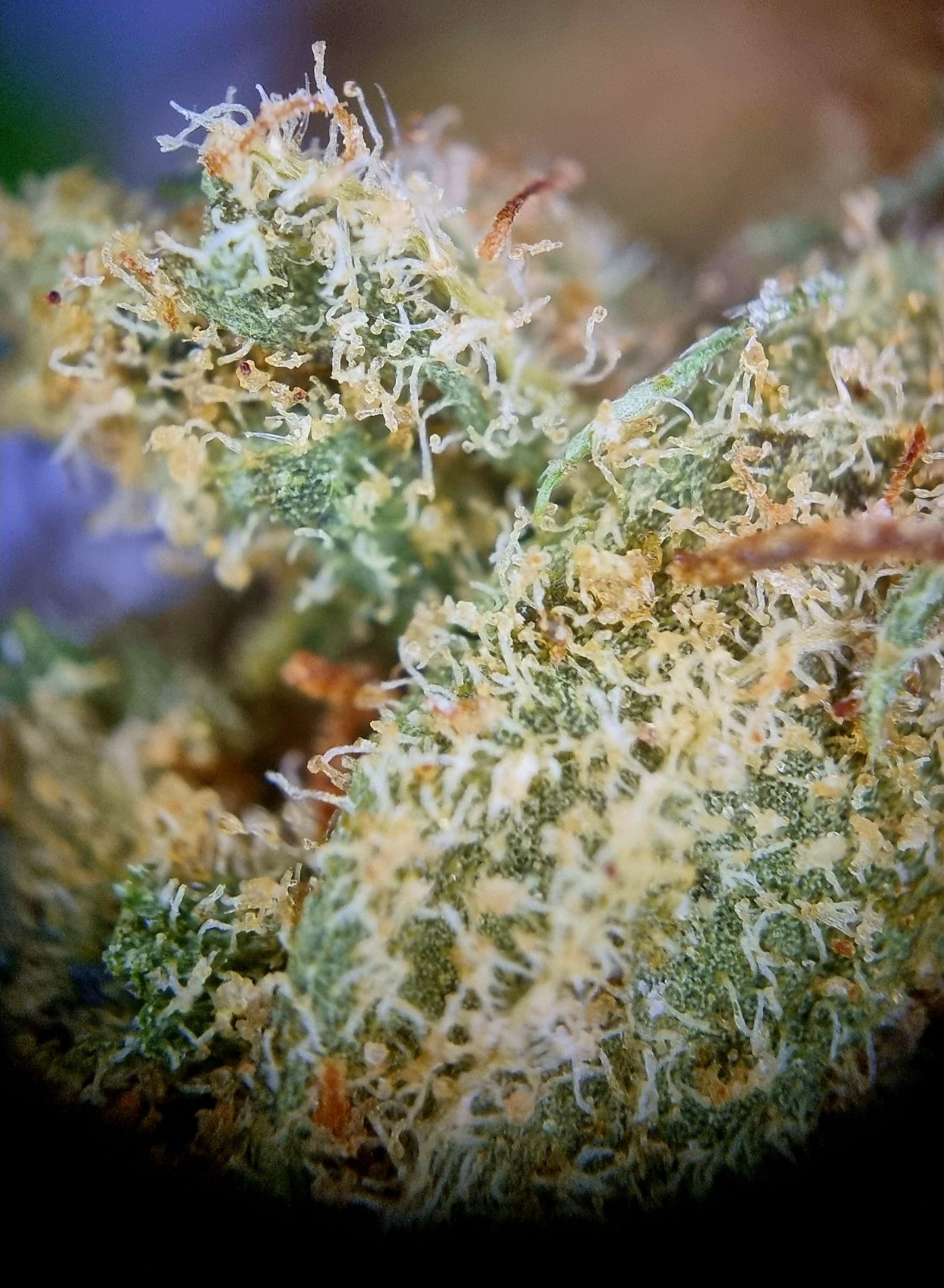 Medical Saints 18/1 MGE - Mango Gelato Medical Saints 18/1 MGE - Mango Gelato