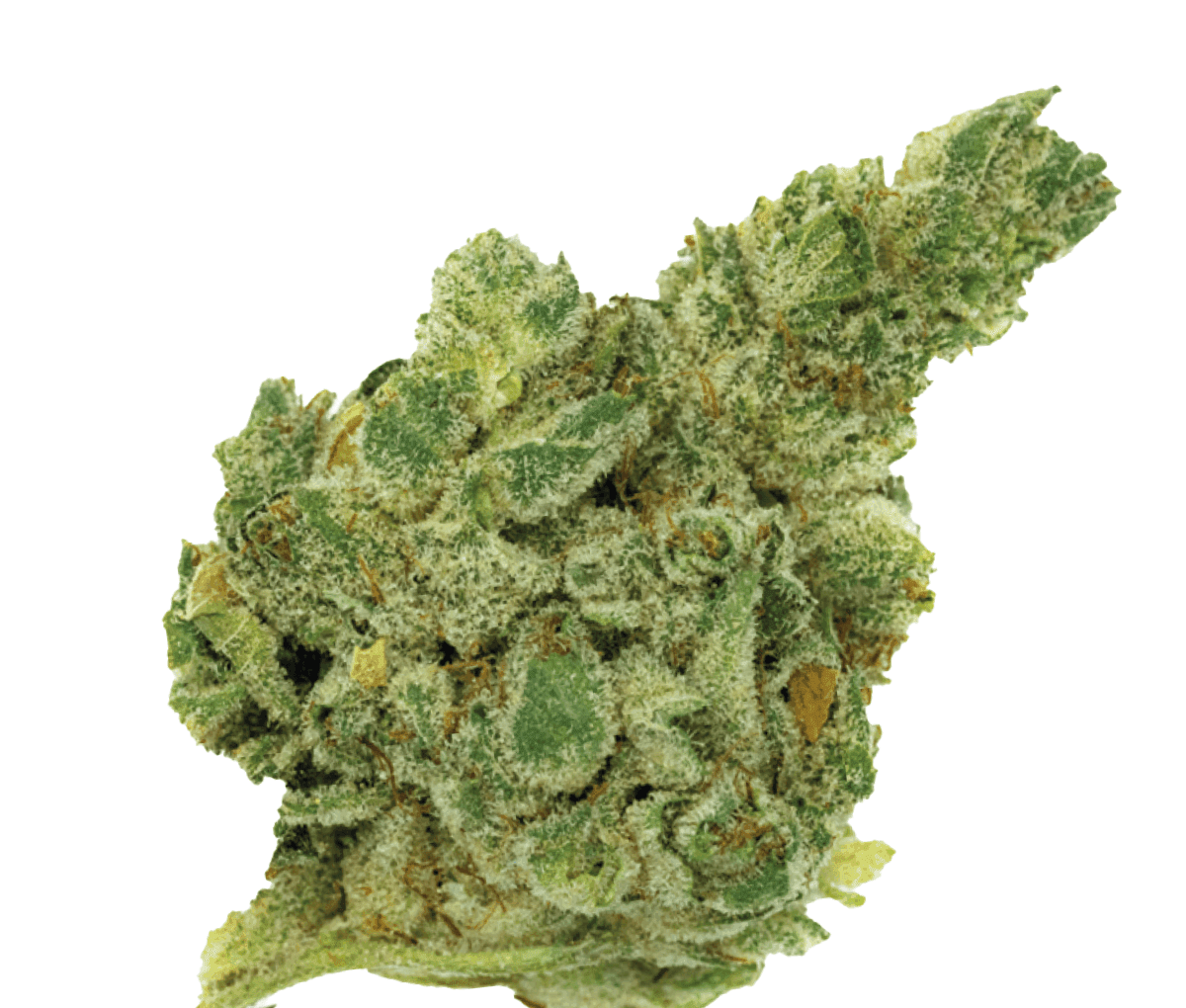 Gorilla Glue 4 [420 Natural 22/1 CA GG4] 