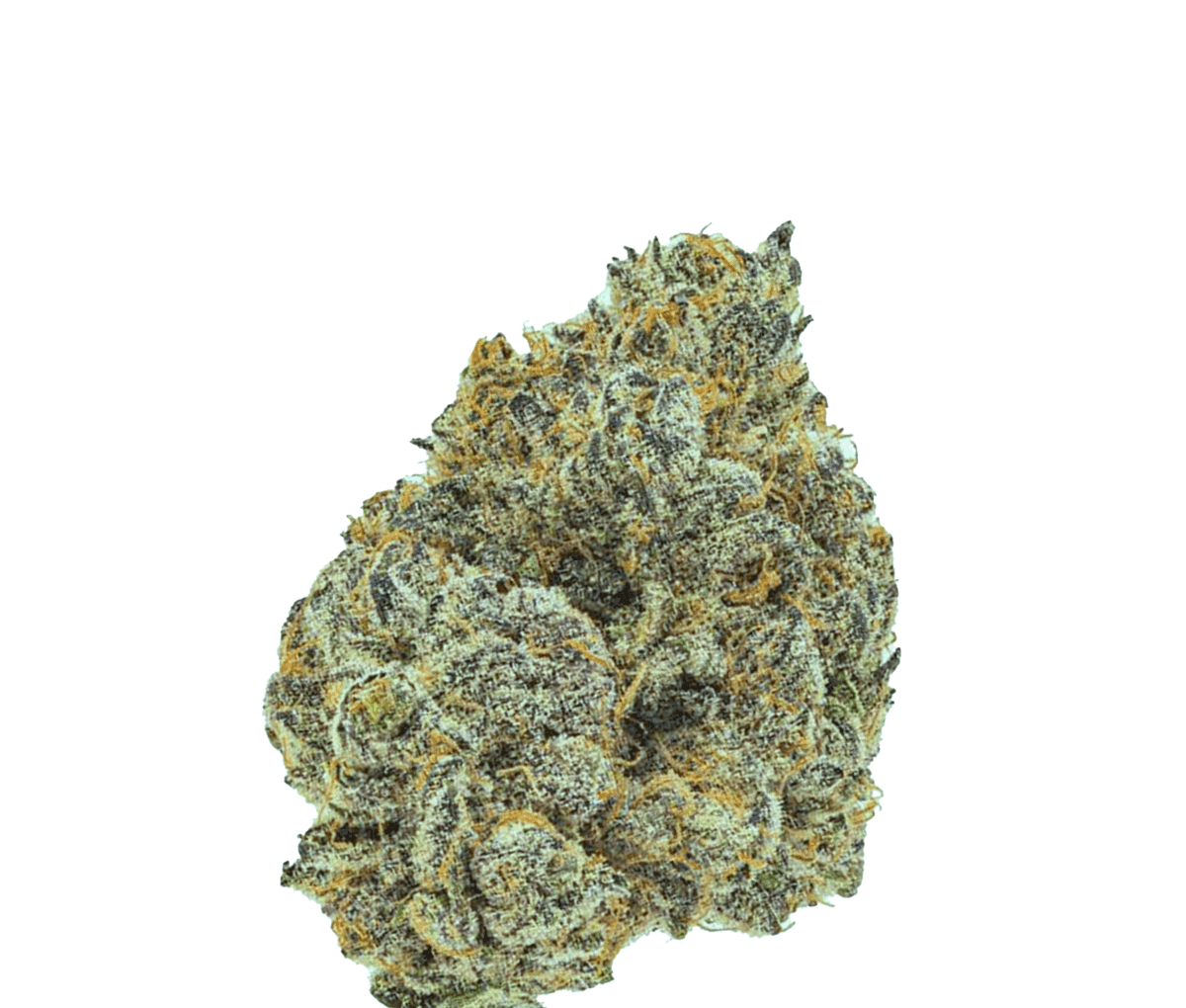 420 Compound 18/1 CA GAG Glaced Apricot Gelato