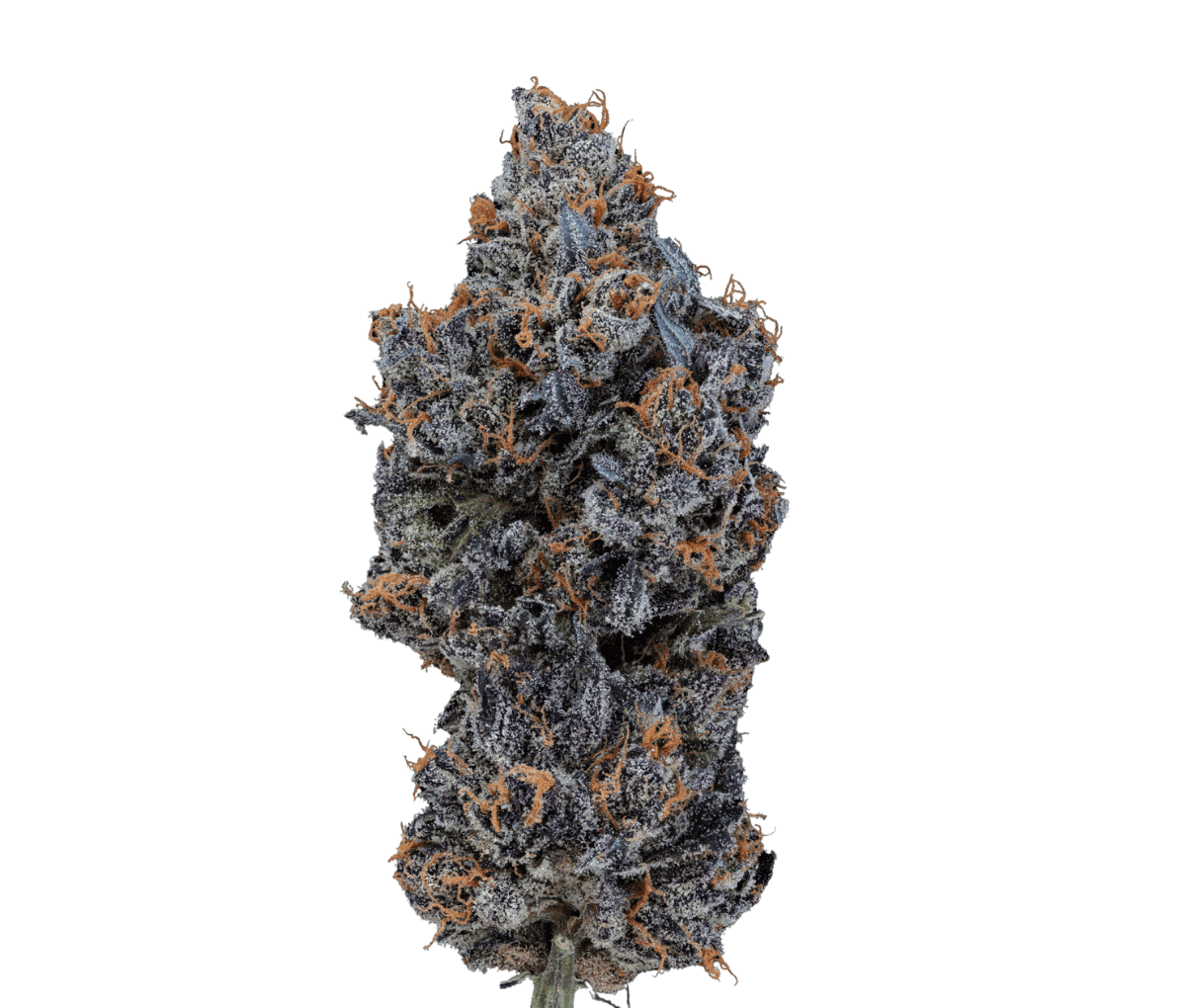 24/1 IUVO OC Neutronium 24/1 IUVO OC Neutronium