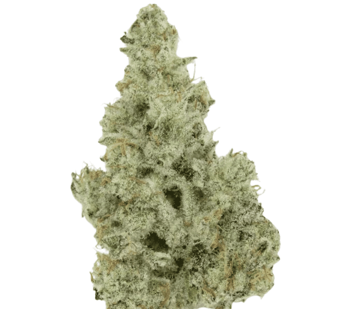 420 Evolution 30/1 CA MMI - Miracle Mints