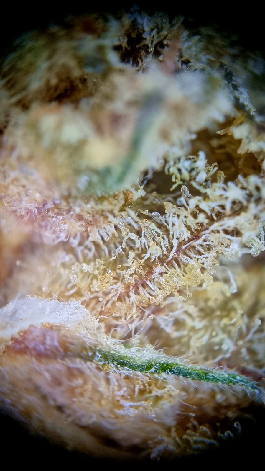 Medical Saints 18/1 MOI - Mochi Medical Saints 18/1 MOI - Mochi