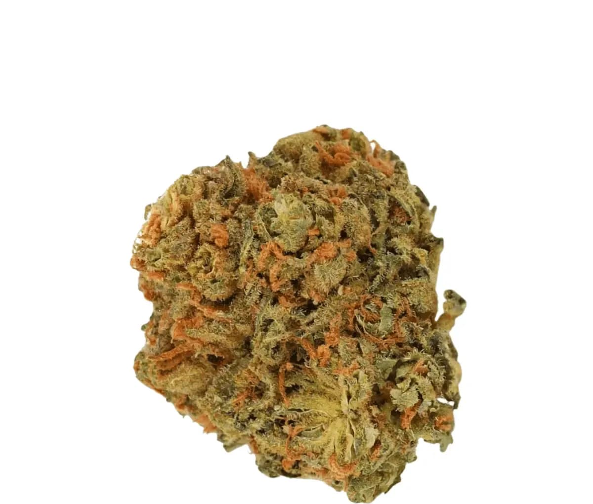 Luana 28/1 Pine - Solpina Magic Luana 28/1 Pine - Solpina Magic