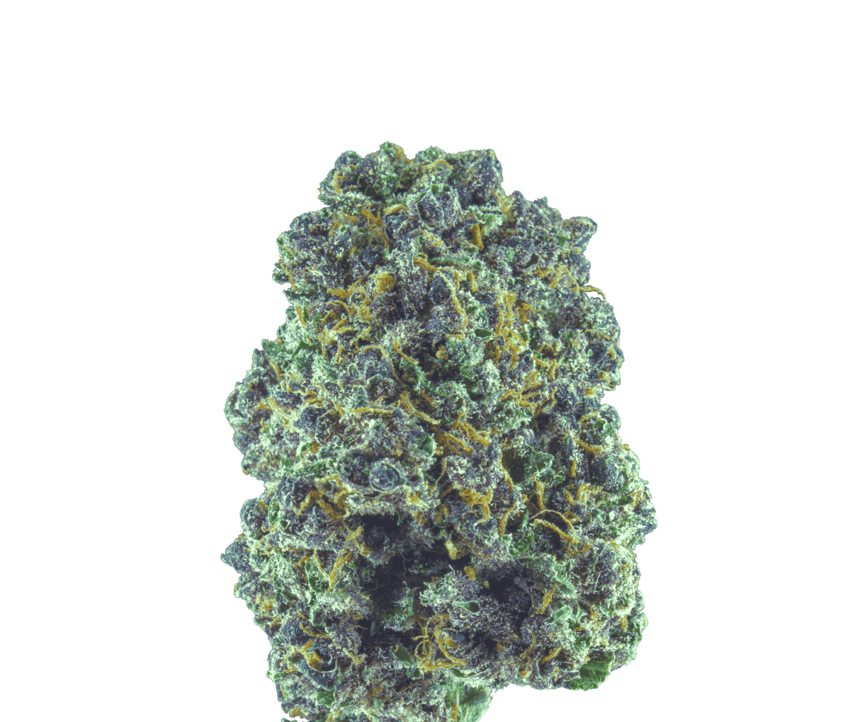 bava med 26/1 PLA-OG Platinum OG