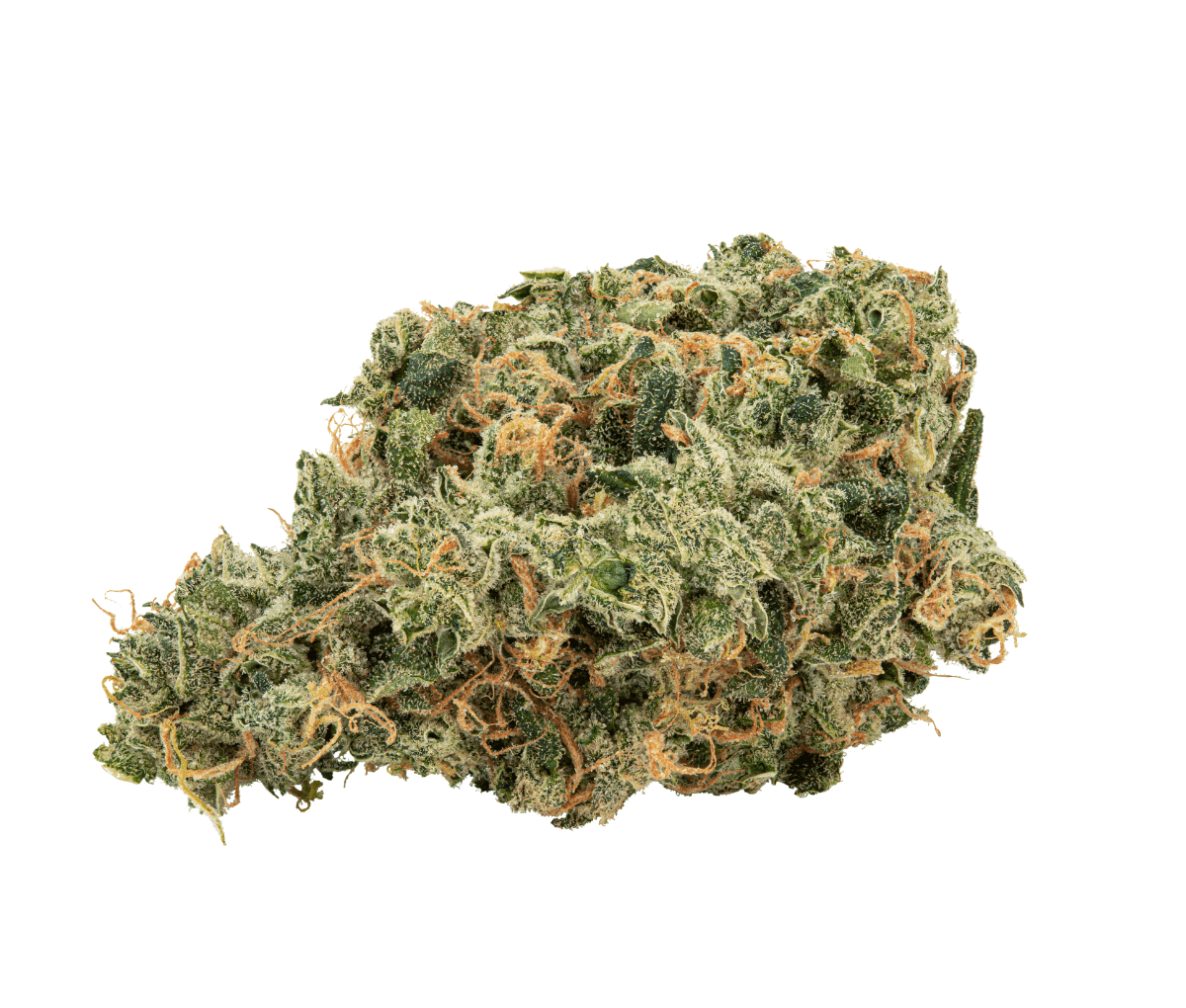 Avaay 31/1 SCG - Super Citra G