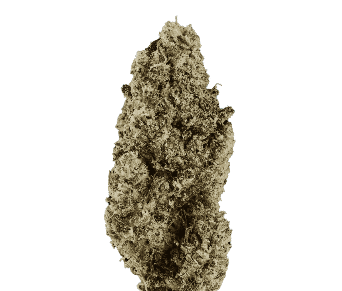 mediproCan LUNARIS 25/1 - Capri Haze