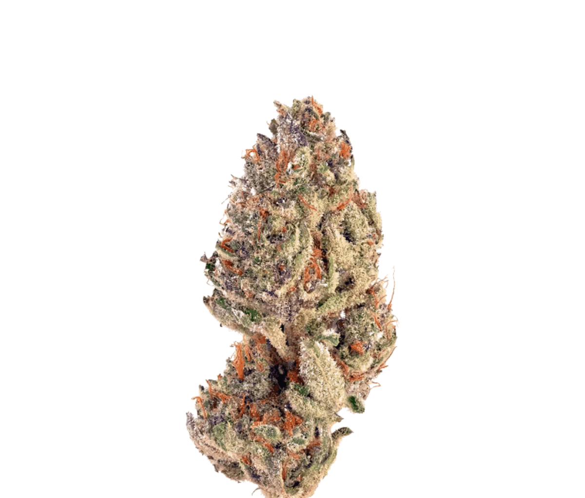 24/1 IUVO OC Tropical Orange 24/1 IUVO OC Tropical Orange