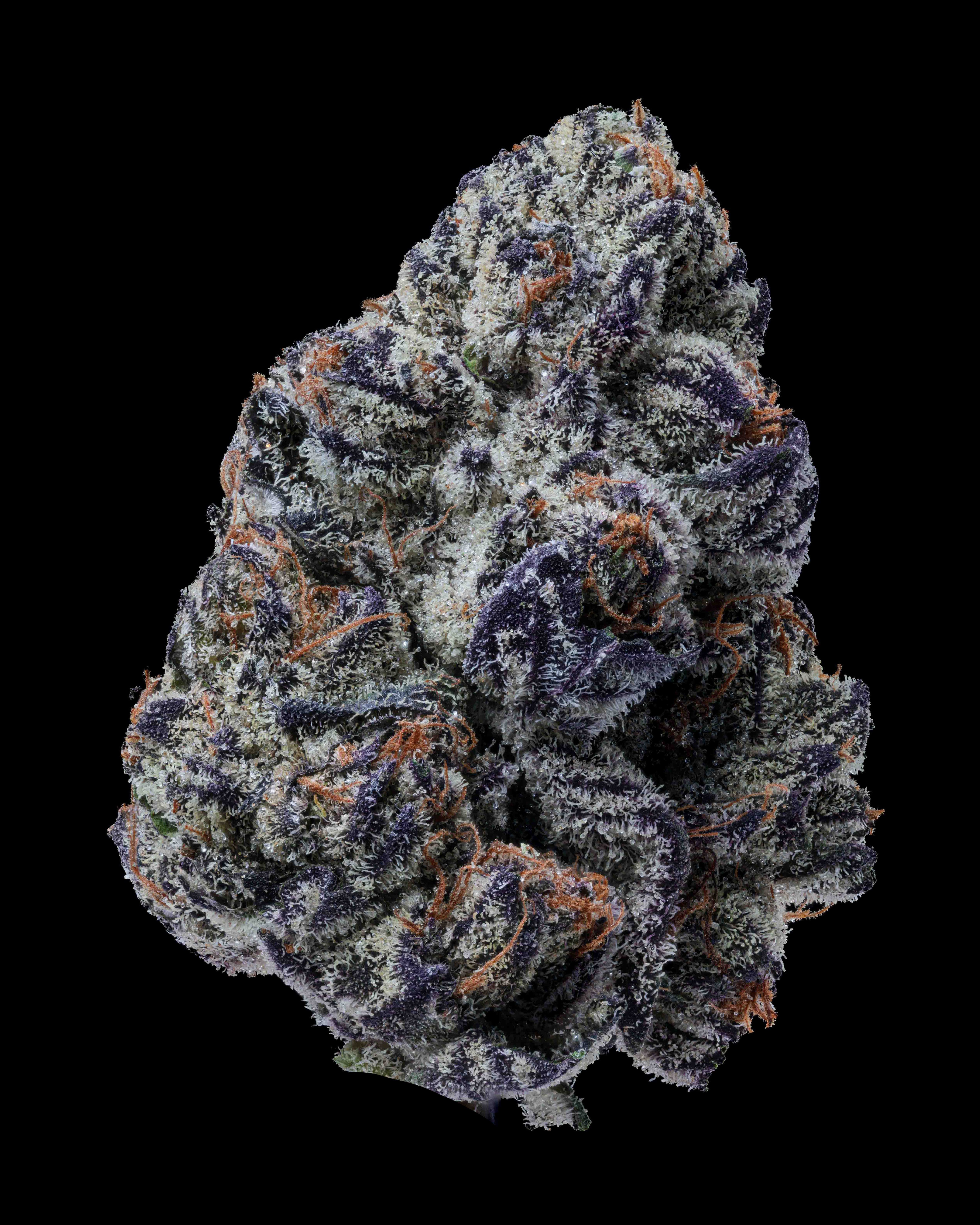 24/1 IUVO Killer Cupcake 24/1 IUVO Killer Cupcake