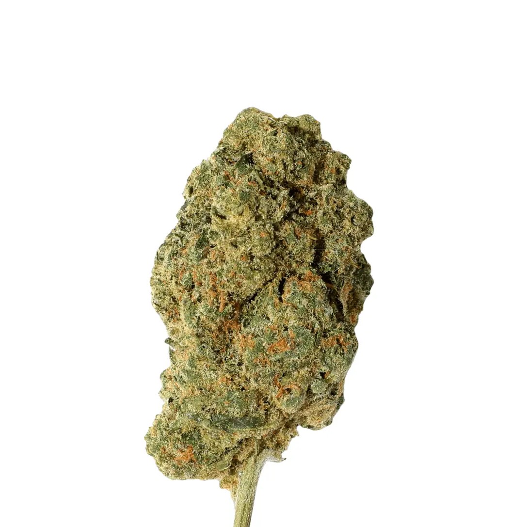 HUALA SCO 25/1 Scoops