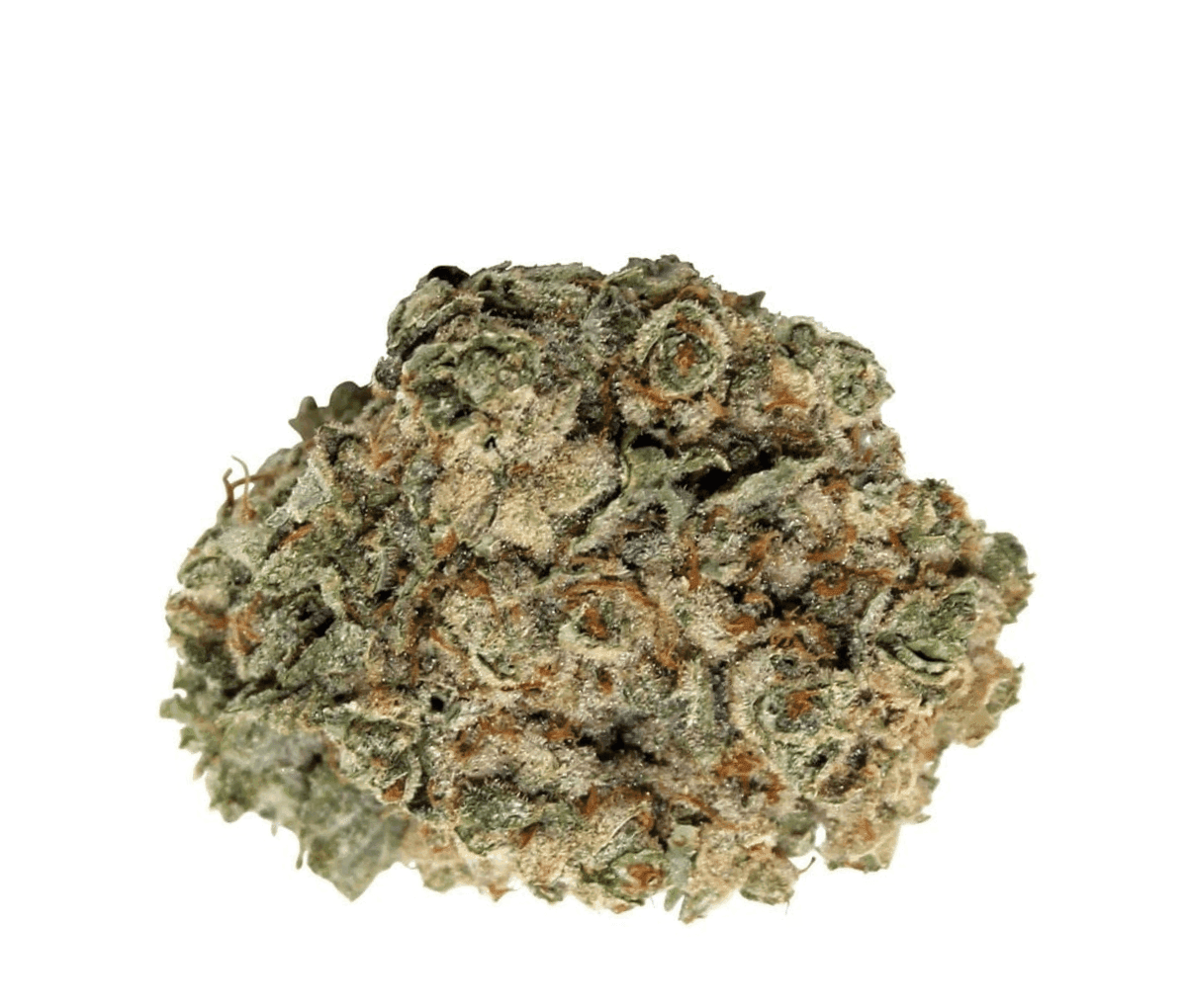 madrecan 24/1 - HiFi 4G