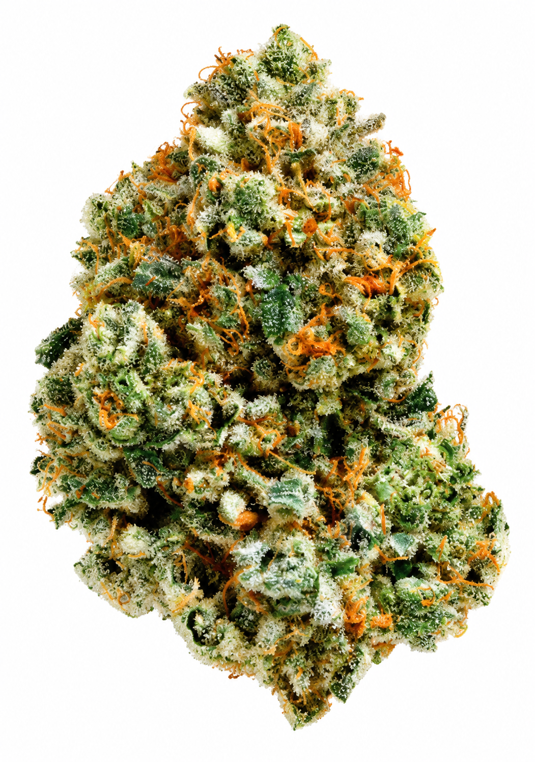 Island Genetics LMHD 27/1 - Lime Heads