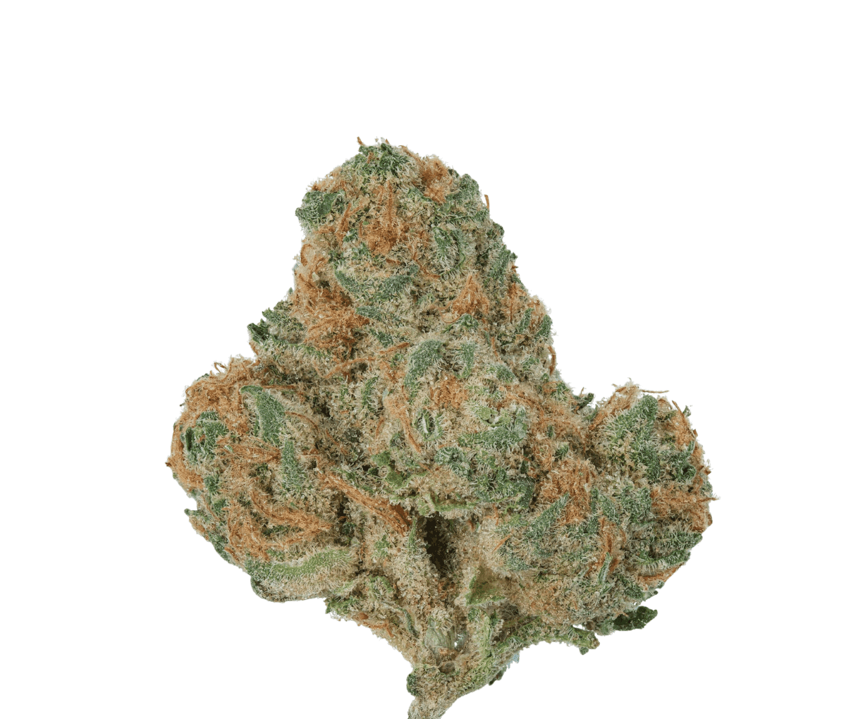 Endo Canna MSH 26/1 - Mimosa Shot