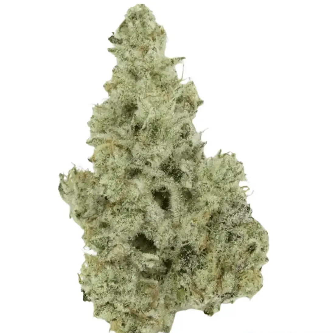 420 Evolution 25/1 CA MMI Miracle Mint