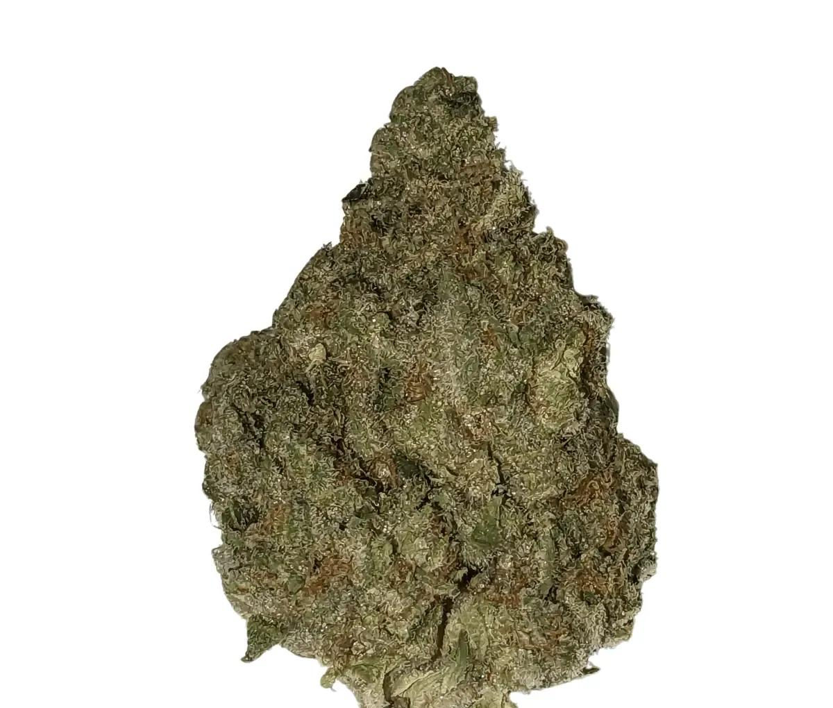 Craft D-Jungle [Demecan 31/1]