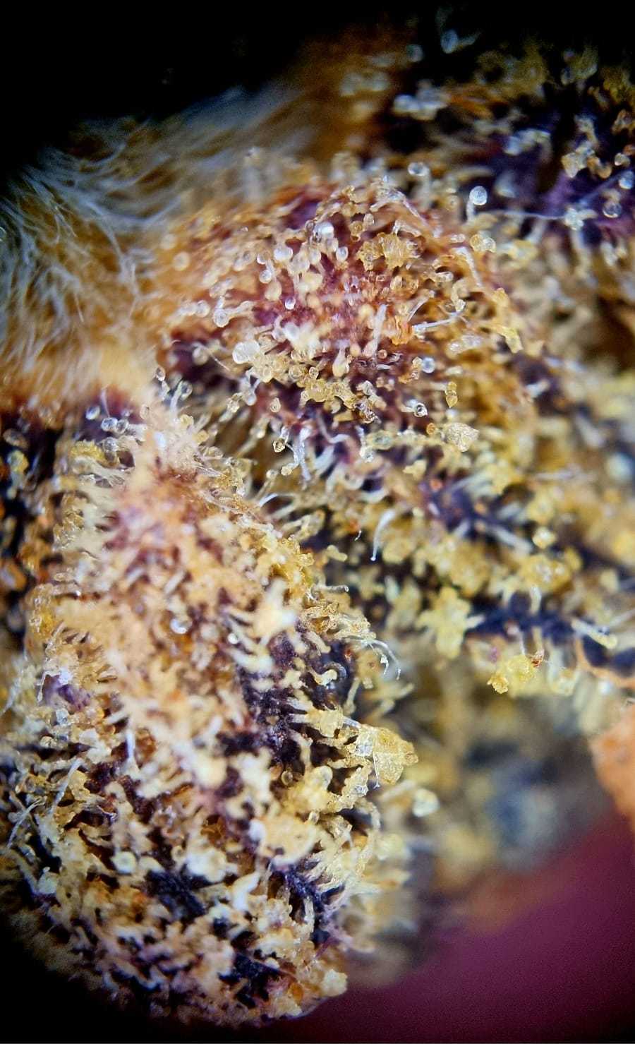 NICE 18/1 GE - Gelatti