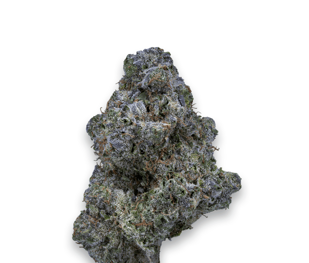 28/1 IUVO KC - OJ Zainbow 28/1 IUVO KC - OJ Zainbow