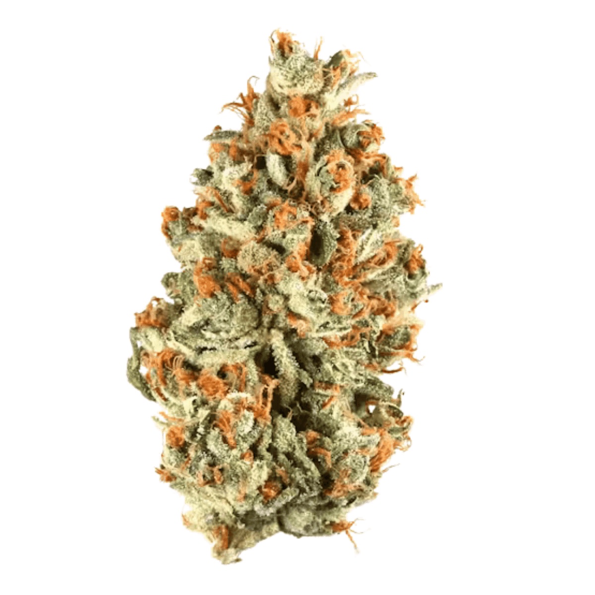 Caspers No. 5 Blueberry Redbull 23/1 - Blueberry Redbull Caspers No. 5 Blueberry Redbull 23/1 - Blueberry Redbull