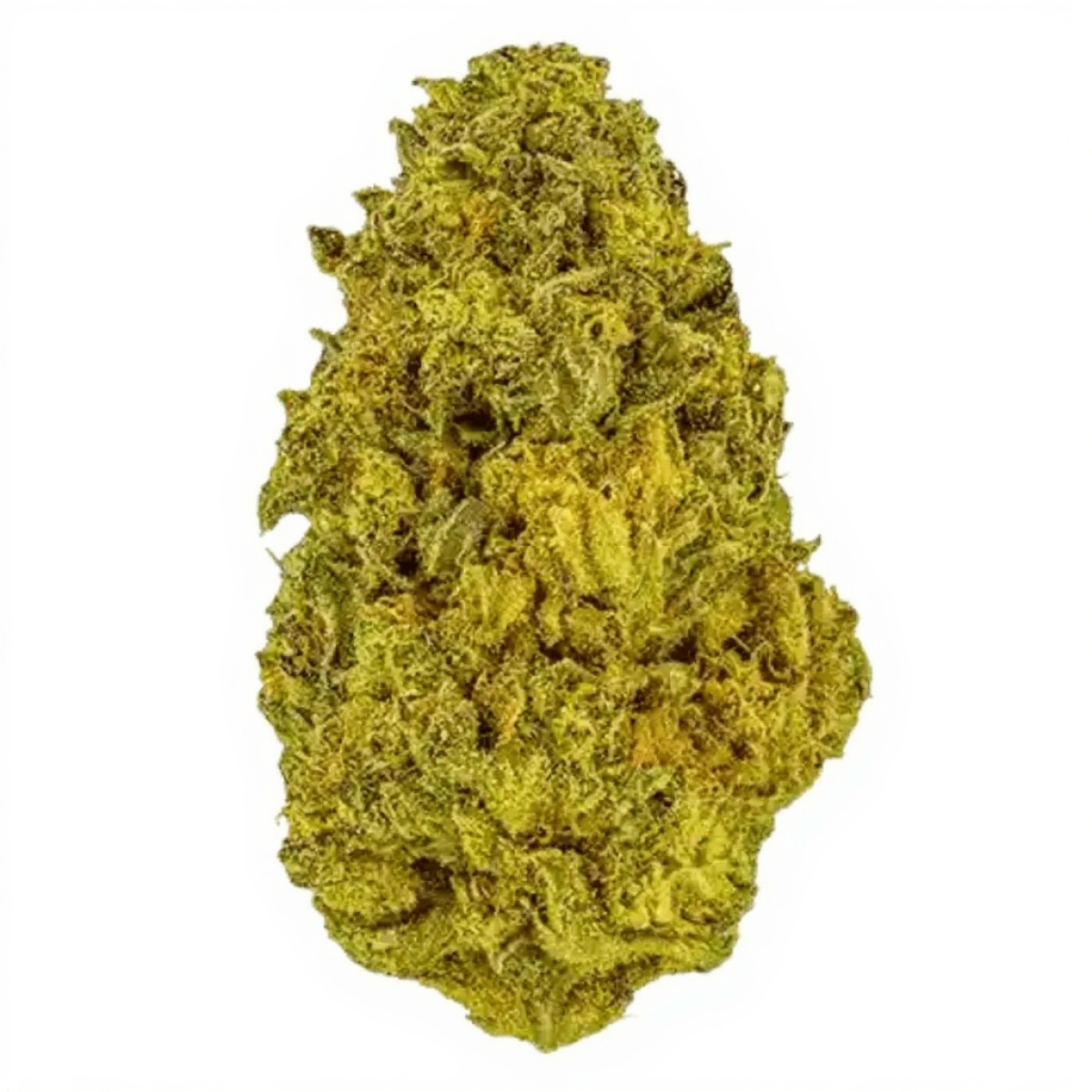 Sinceritas Sativa Verum 24/1 TC - Tropical Cake