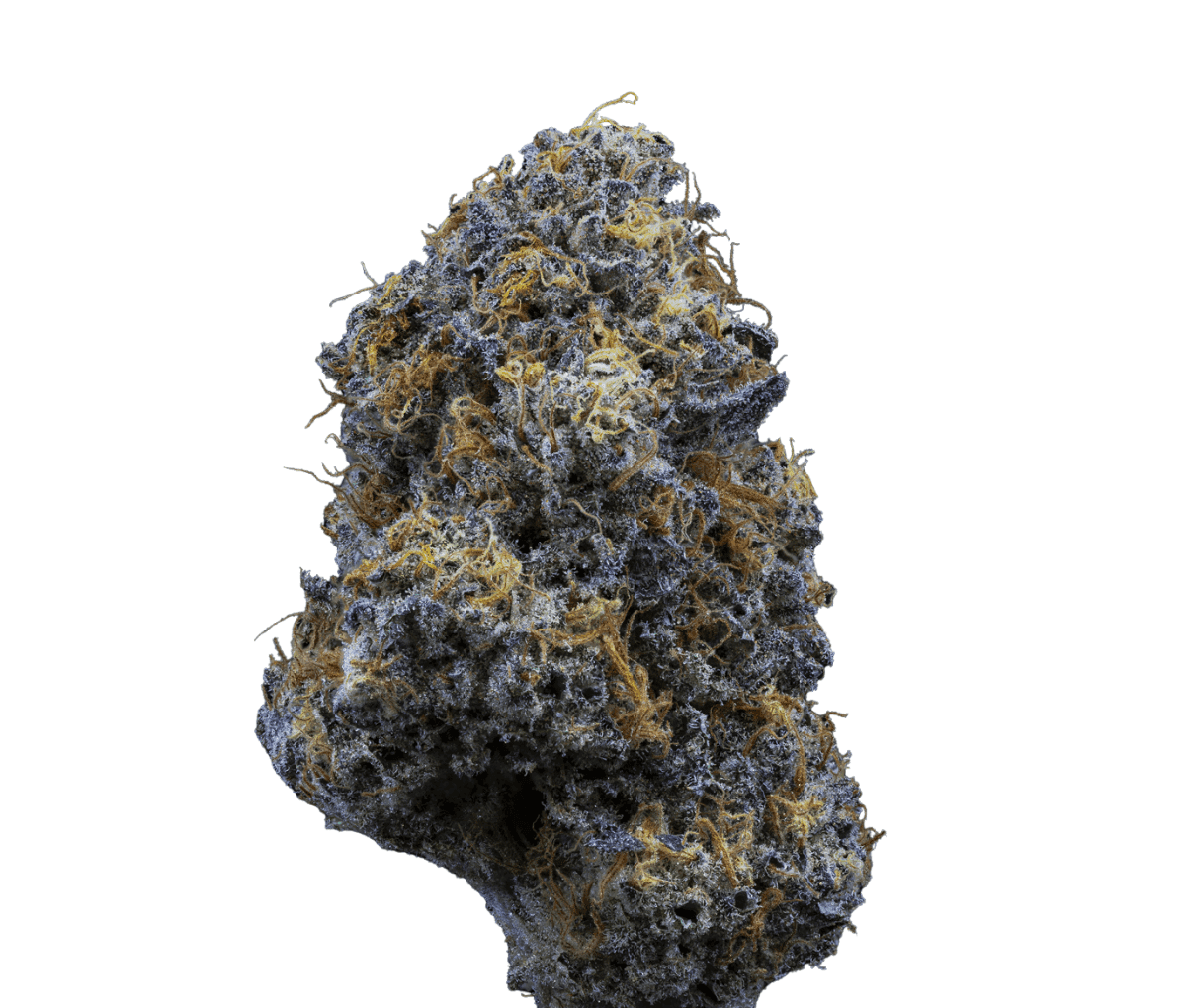 24/1 IUVO OC Fiestaz