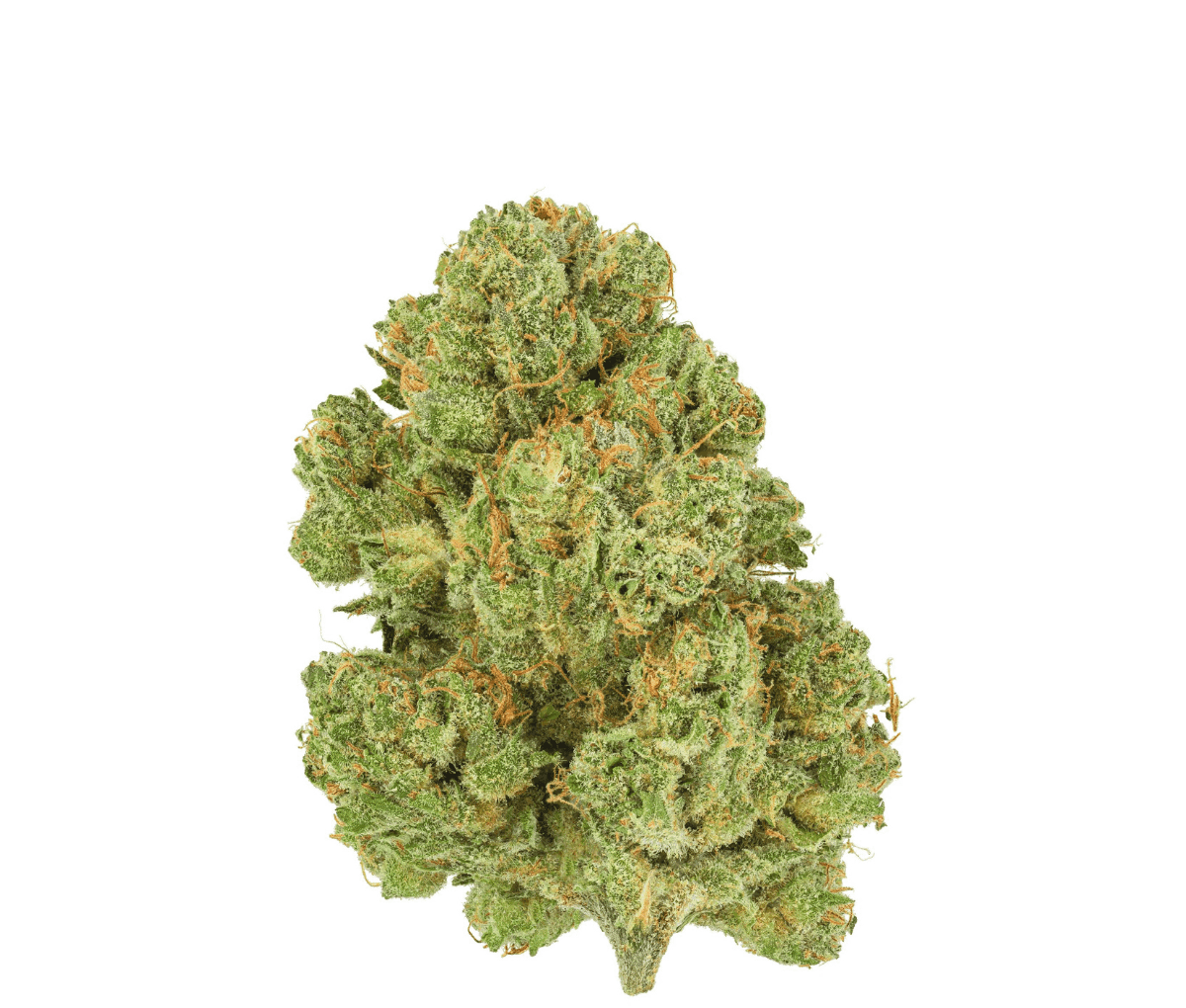 Pedanios 10/13 MBE-CA