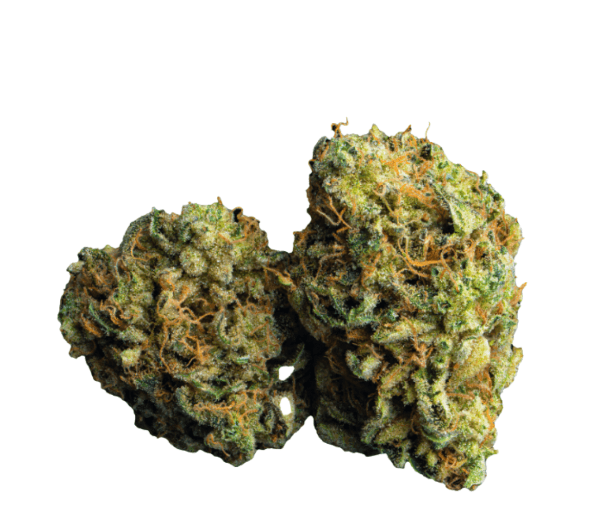 NICE 26/1 LC - Lemon Cookies