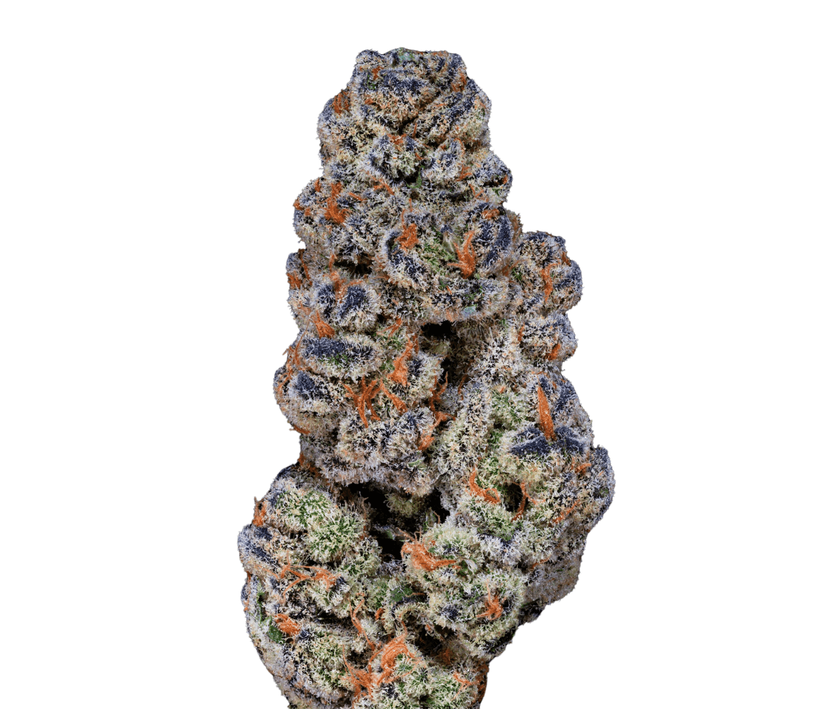 22/1 Amici BH [Blueberry Headband]