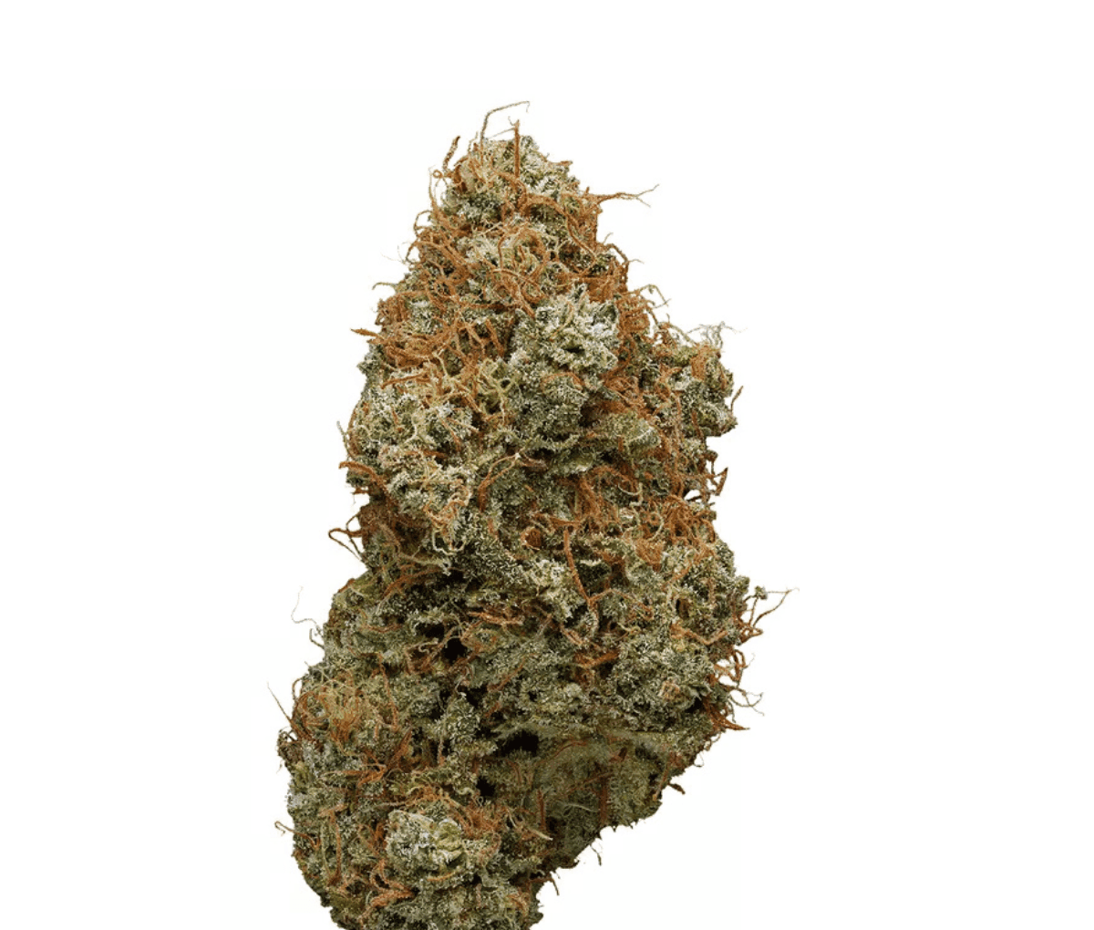 20/1 IUVO OC Afghani Bullrider