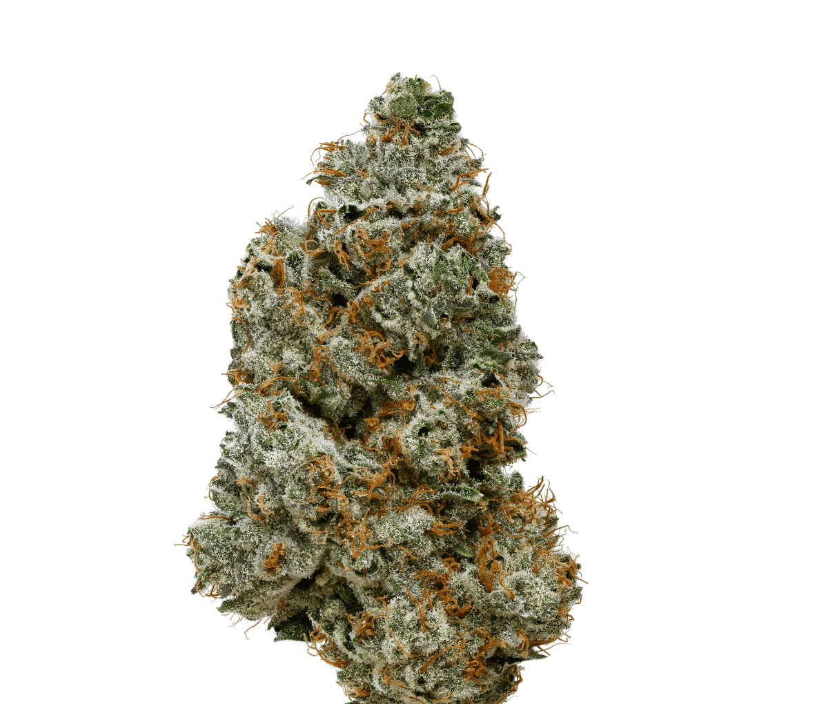 24/1 IUVO OC Orange Z