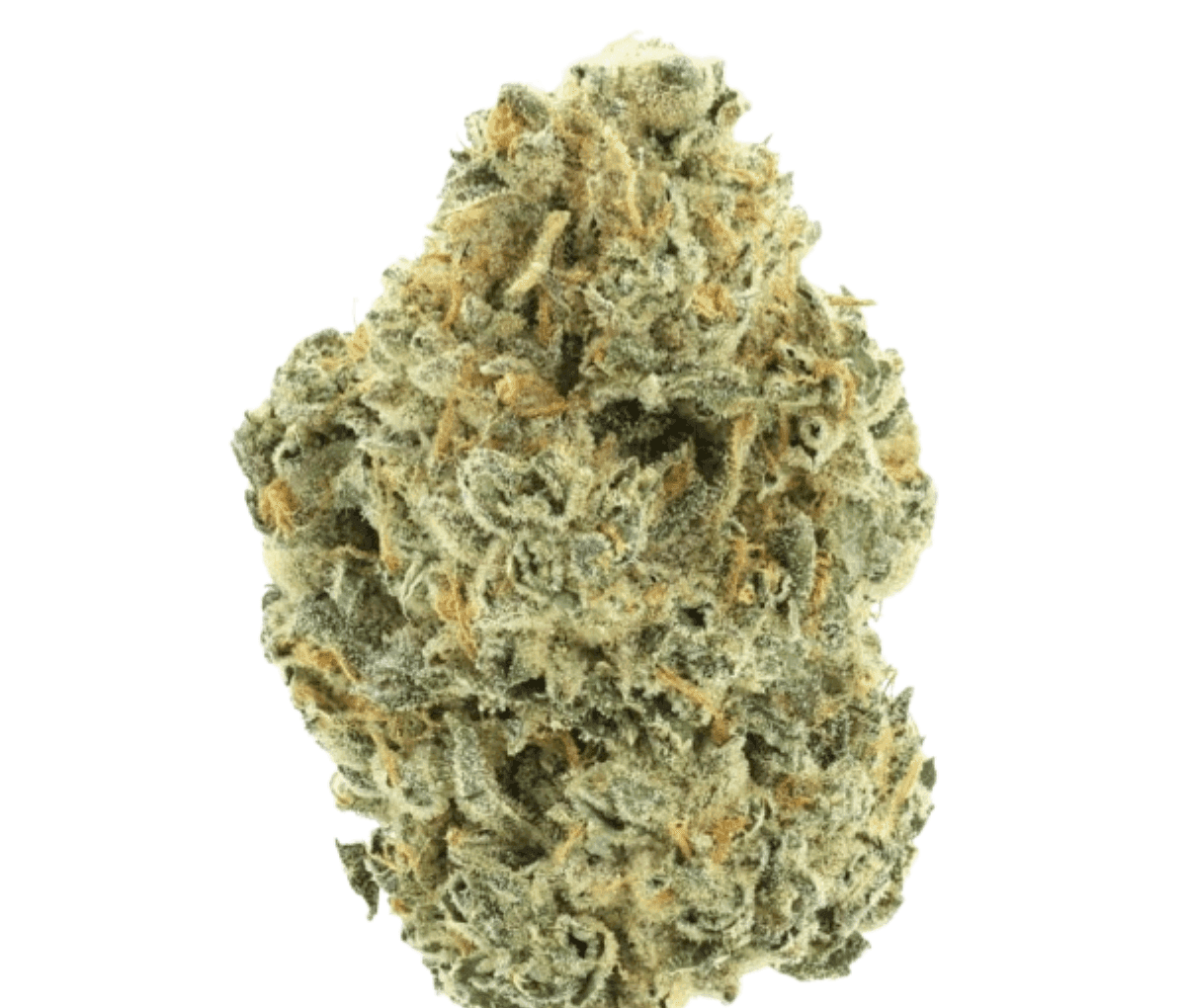 30/1 AMICI Cannabisblüten TR - Tropical Reign