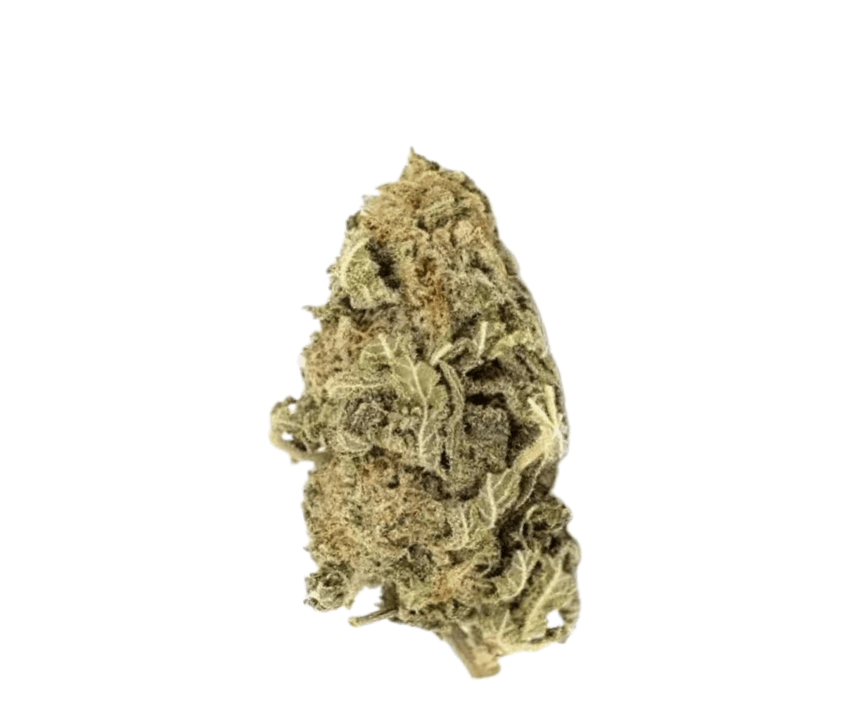 Avaay Signature 31/1 OGC [Ocean Grown Cookies]