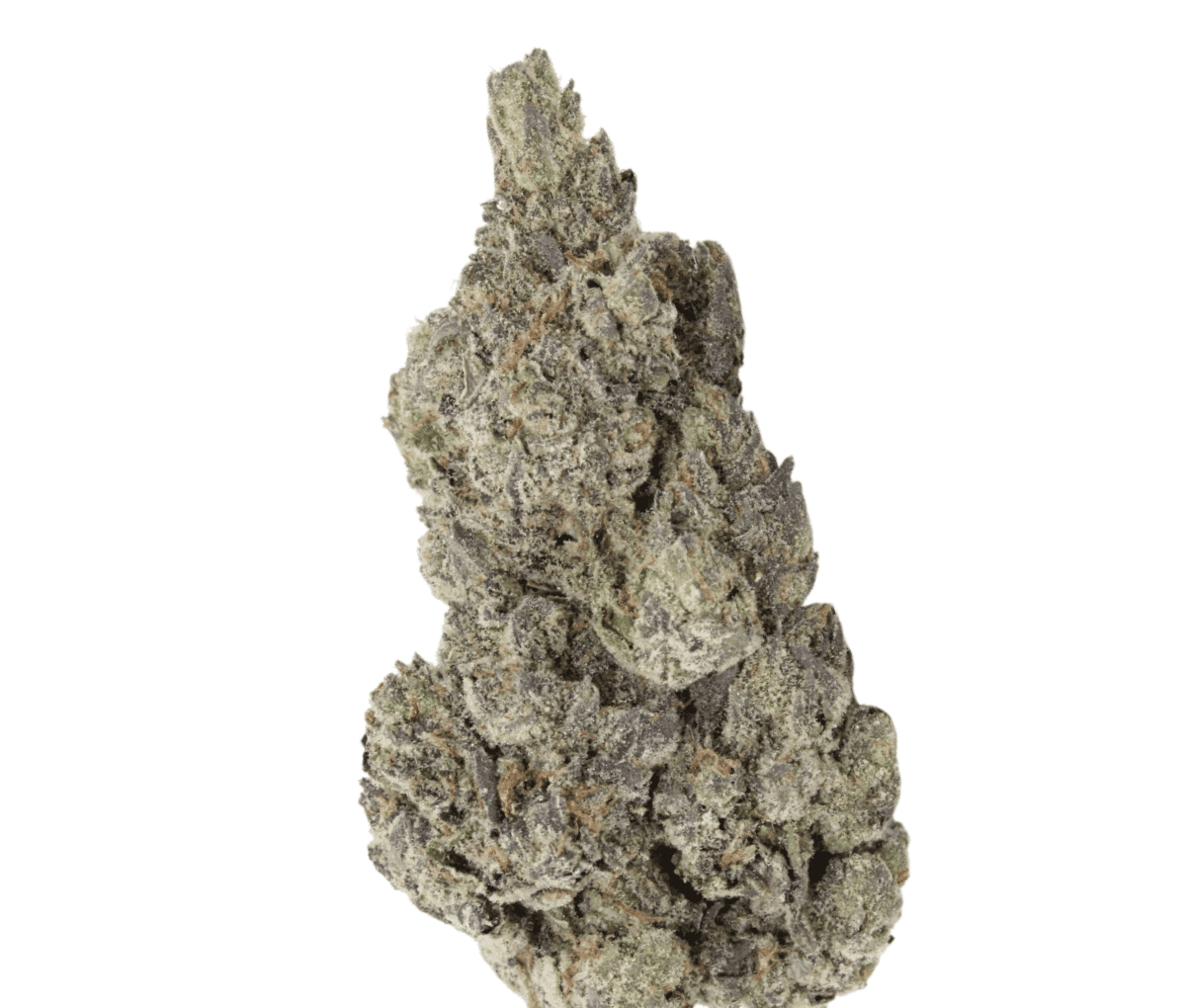 Vasco PR 21/1 - Pave Runtz Vasco PR 21/1 - Pave Runtz