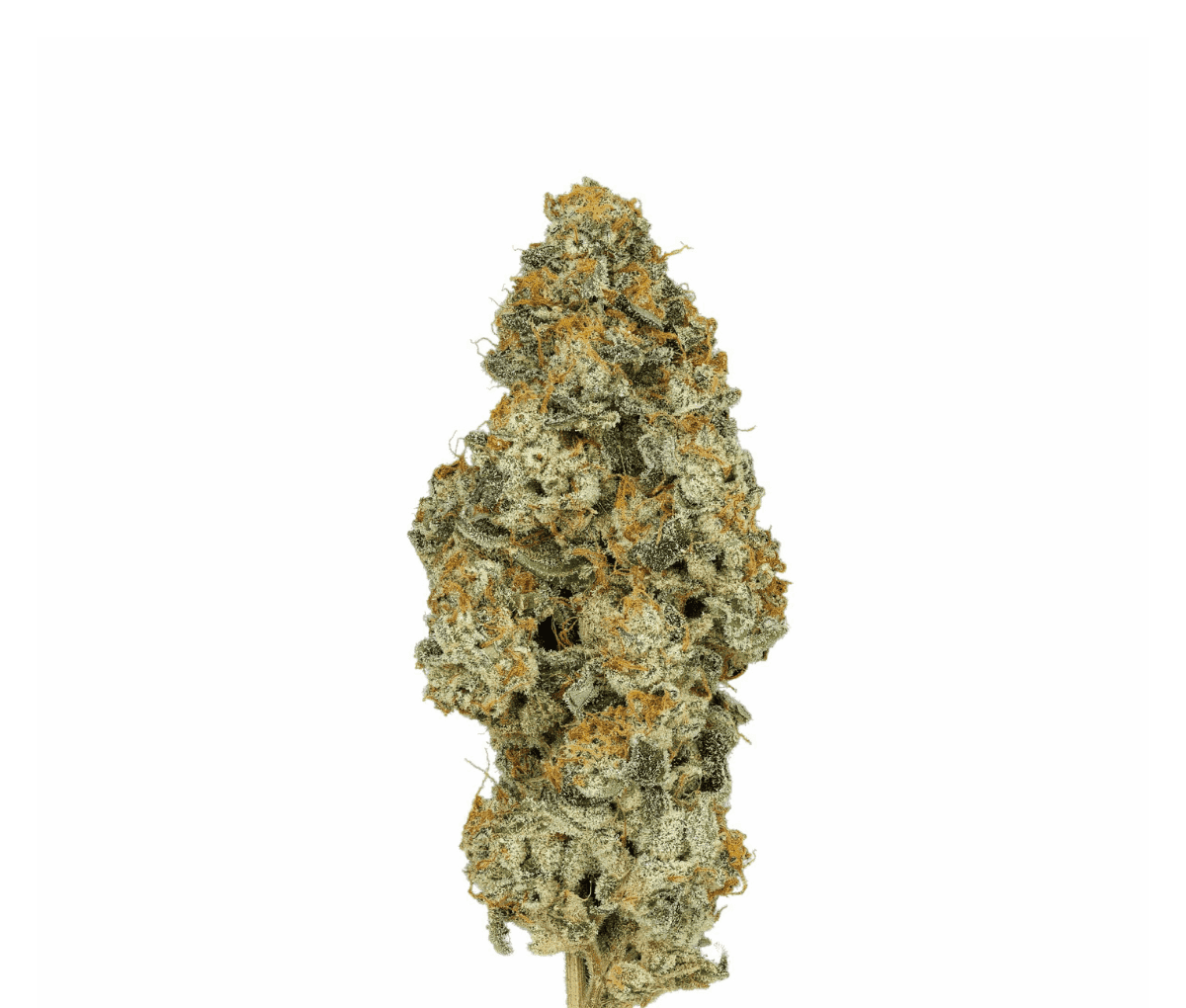Cirrus Platinum Hybrid 27/1 - Platinum Oranges