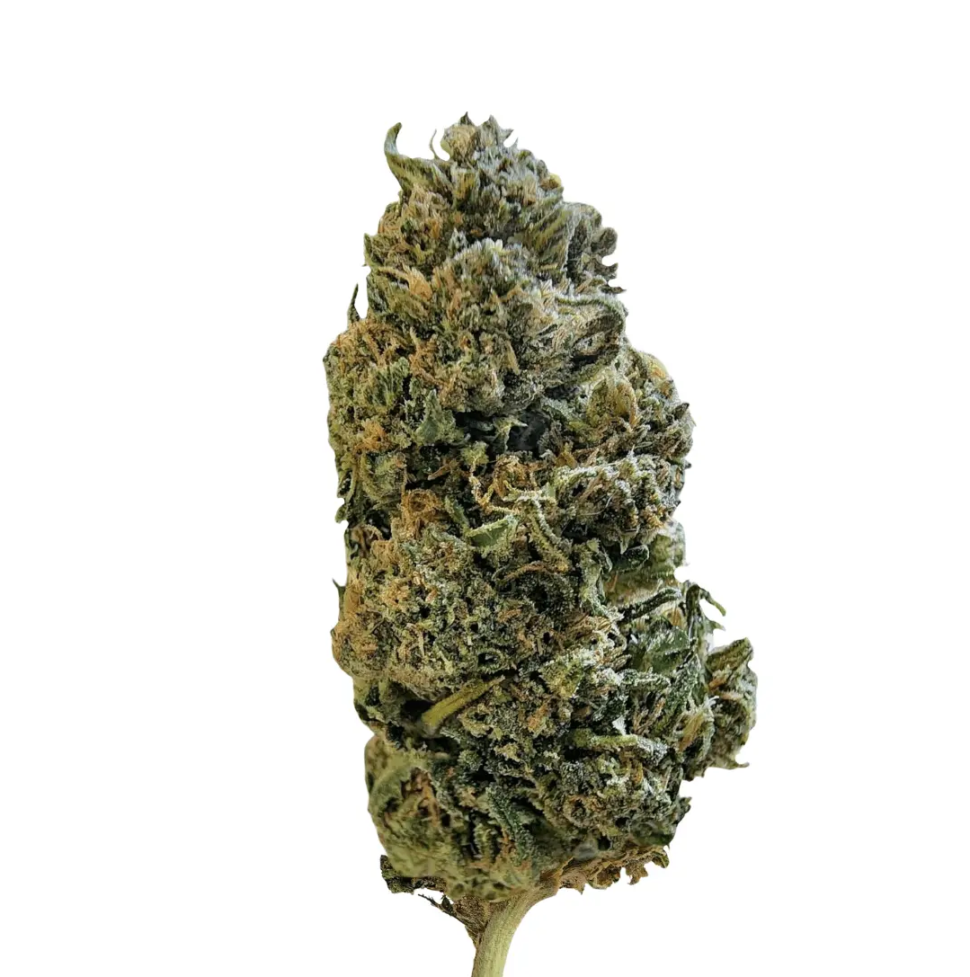 CanDoc canymed BC 28/1: Diesel Crisp