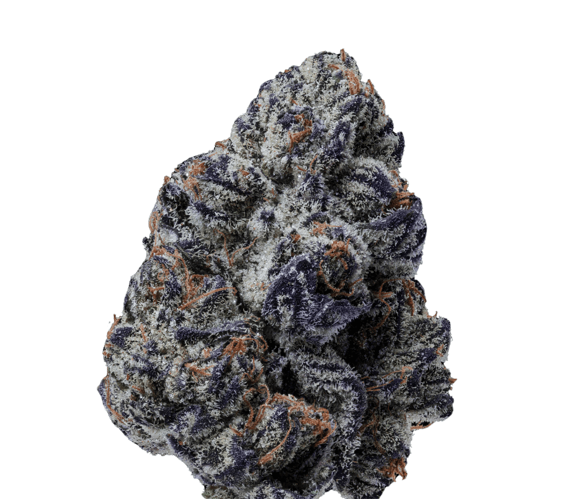 24/1 IUVO Killer Cupcake