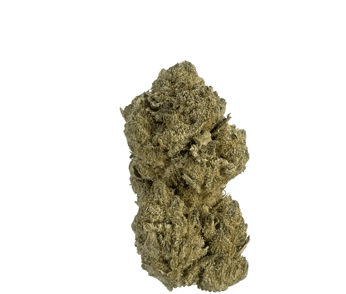 LIT 31/1 SNW Snow Lotus