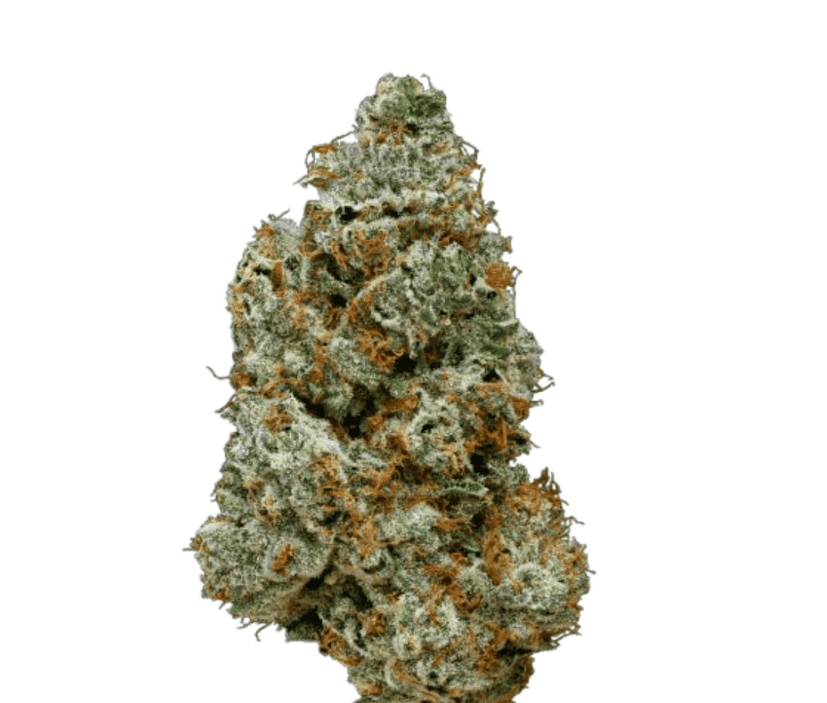 20/1 IUVO OC Orange Z