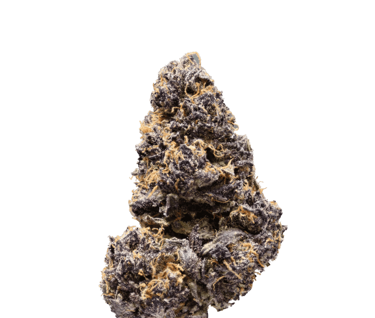 420 Evolution MFG 27/1 - Modified Grapes