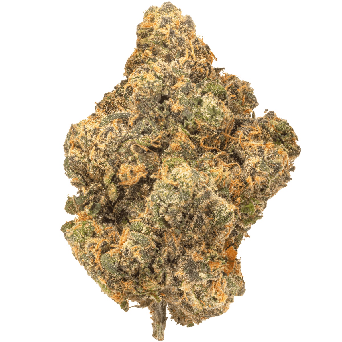 Medical Saints 18/1 CTA Ceremony Tart