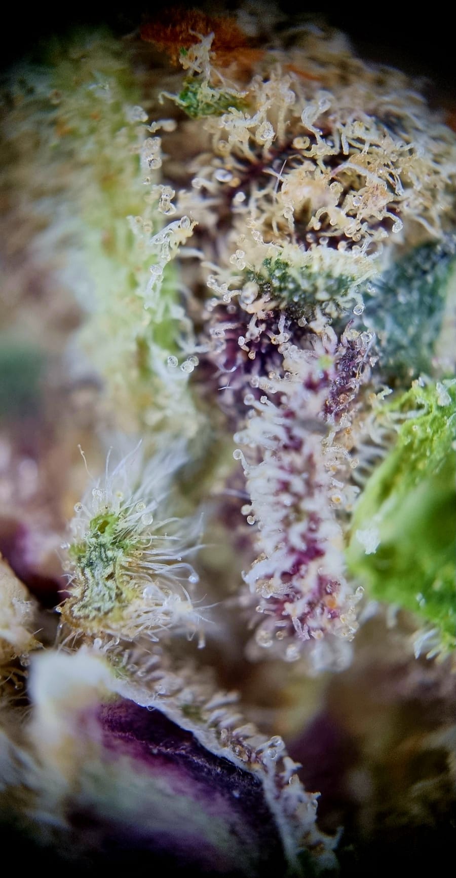 18/1 NICE Cannabisblüten MM - Mango Mints