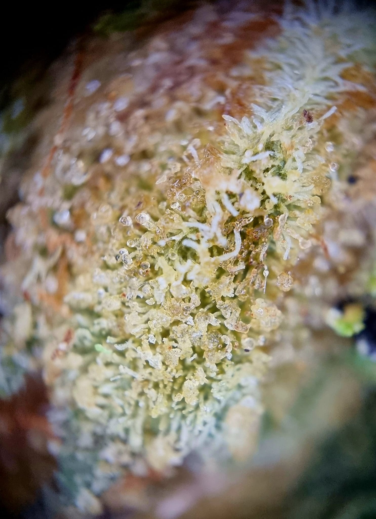 Headstone BMS 25/1 - Black Mountain Side