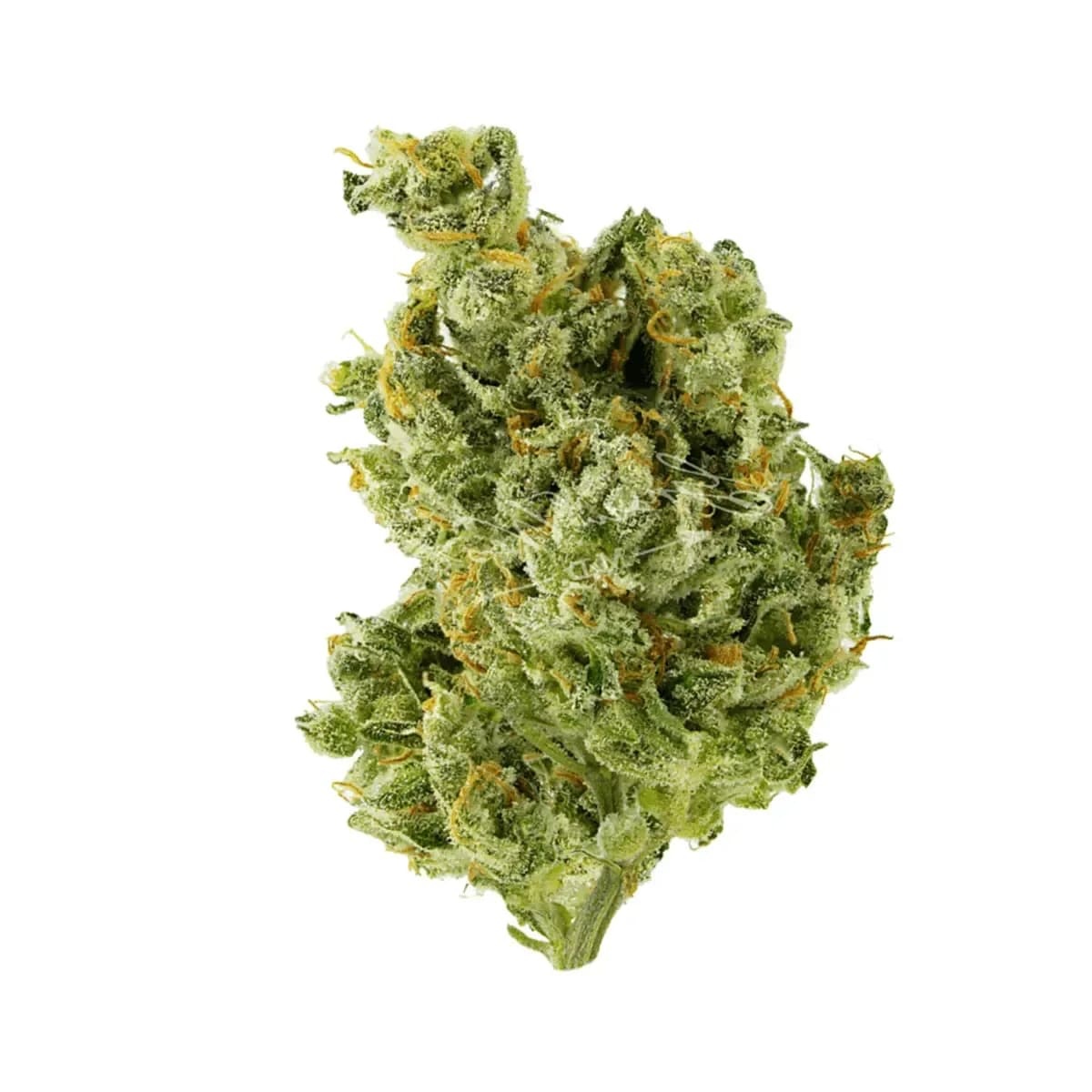 HiDealz 24/1 MS Honeydew Haze Smalls - Honeydew Haze