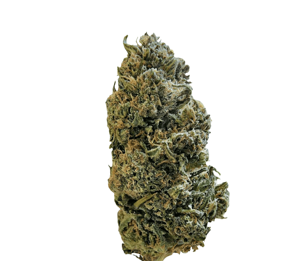 CanDoc canymed BC 28/1: Diesel Crisp